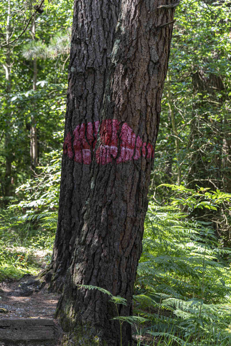 Vizcaya - Kortezubi 11 - bosque de Oma.jpg